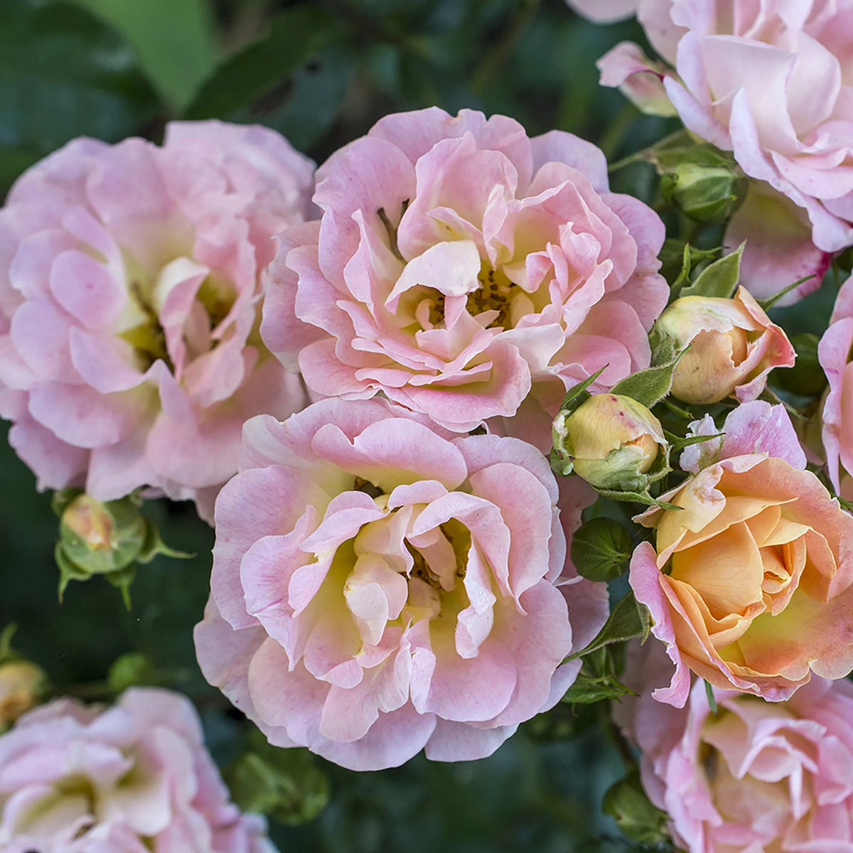 Peach Rose Live Shrub (2 Gallon) J35446