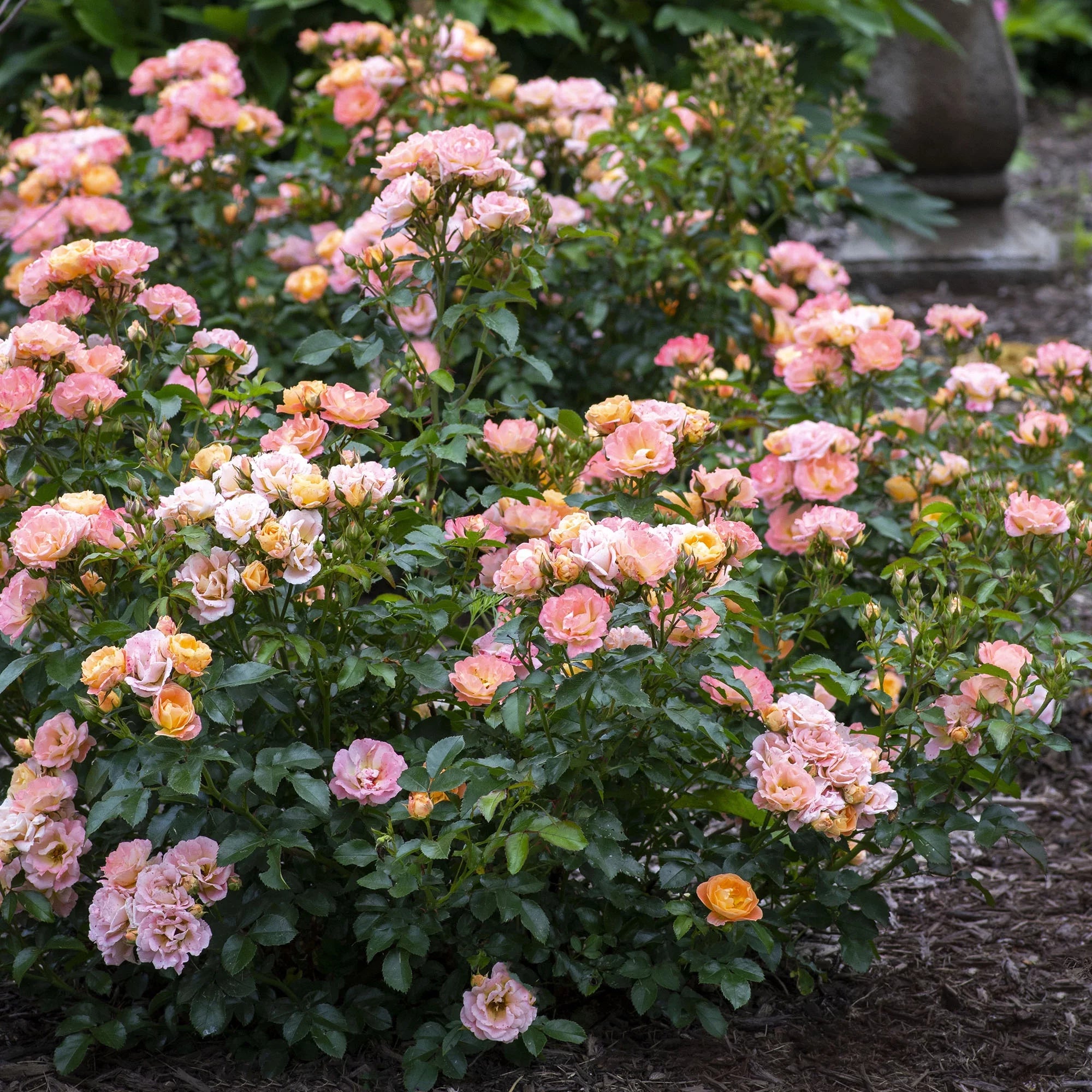 Peach Rose Live Shrub (2 Gallon) J35446