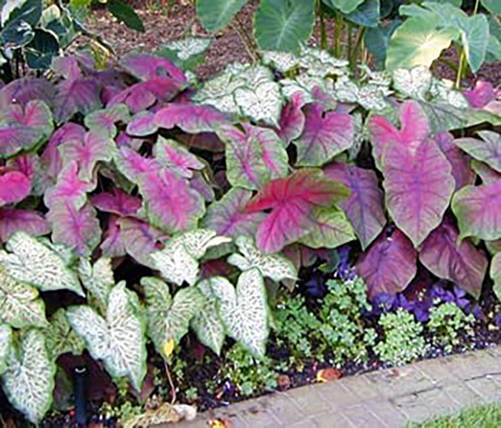 Large Size Caladium Root F873