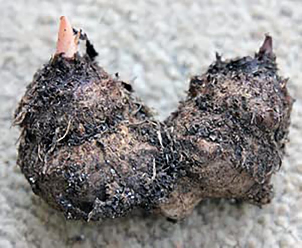 Large Size Caladium Root F873