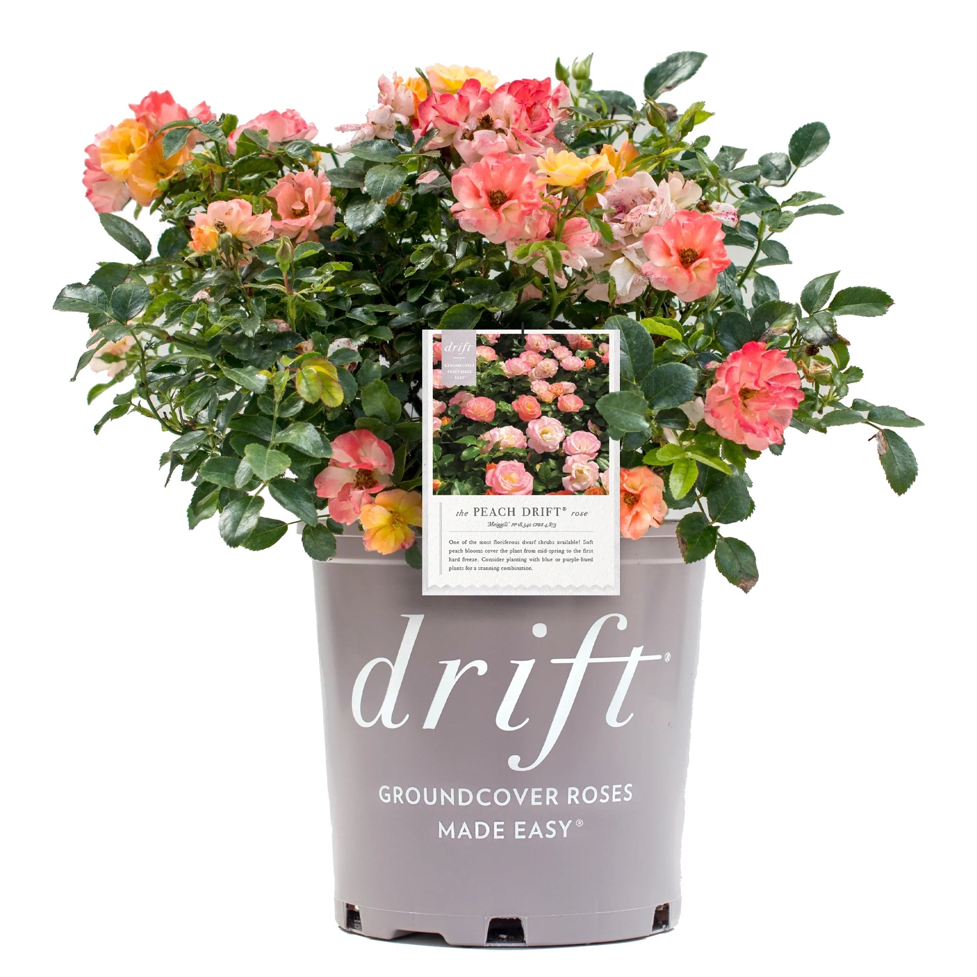 Peach Rose Live Shrub (2 Gallon) J35446