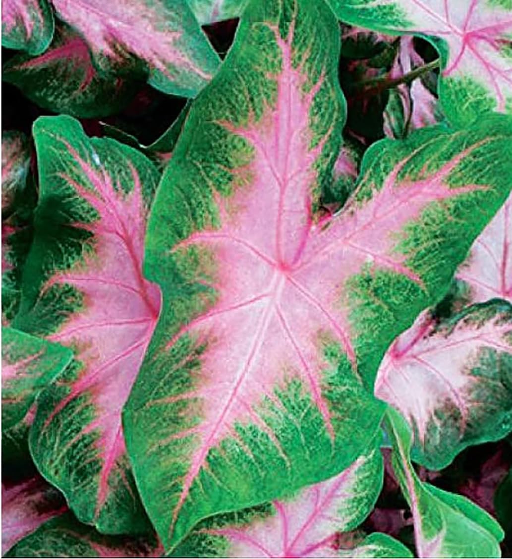 Large Size Caladium Root F873