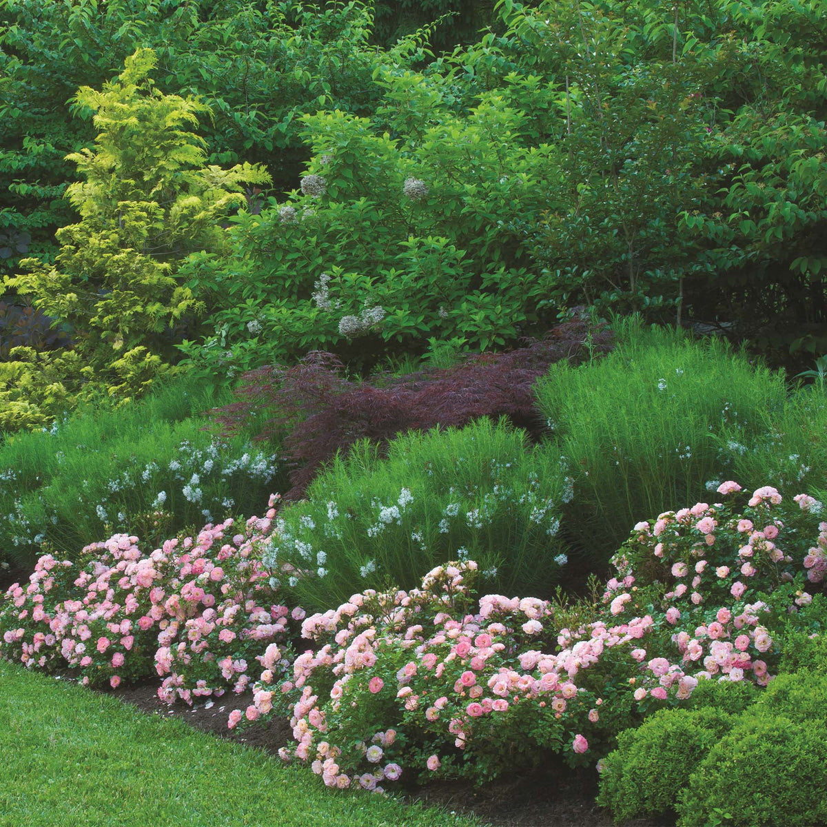 Peach Rose Live Shrub (2 Gallon) J35446