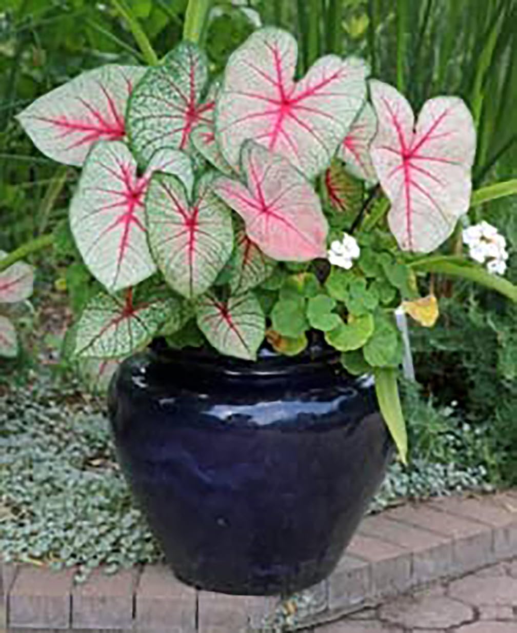 Large Size Caladium Root F873