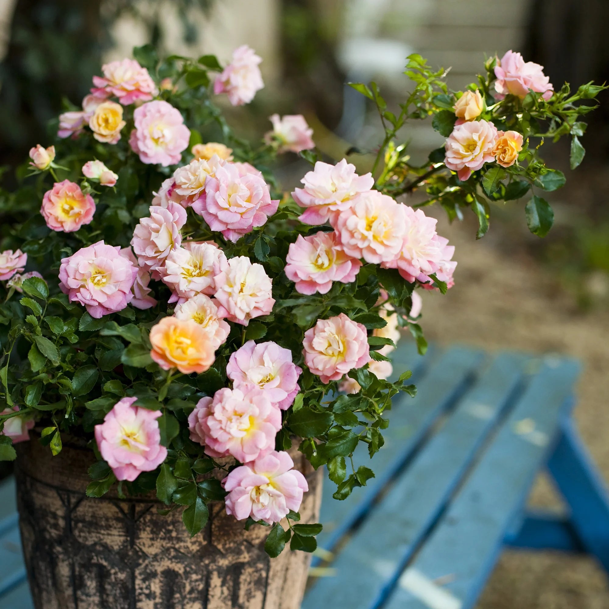 Peach Rose Live Shrub (2 Gallon) J35446